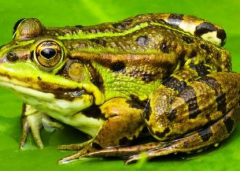 لاہورپولیس کی کارروائی،2 افراد سے 5 من مردہ مینڈک برآمد