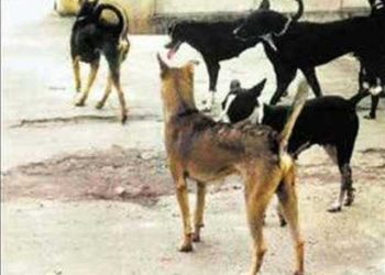 چوک اعظم۔  شہرمیں آوارہ کتوں کی بہتات، طلبہ راہ گیر کو کاٹ لیا