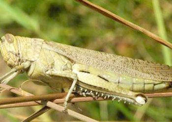 راجن پور۔ضلع میں ٹڈی دل سے کسی قسم کا کوئی خطرہ نہیں ہے ۔ڈپٹی کمشنر