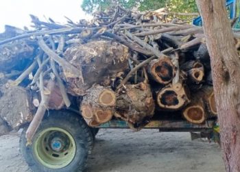 چوک اعظم کے نواح میں جنگلات اجڑنے لگے  .. تحریر۔۔۔ محمد عمر شاکر