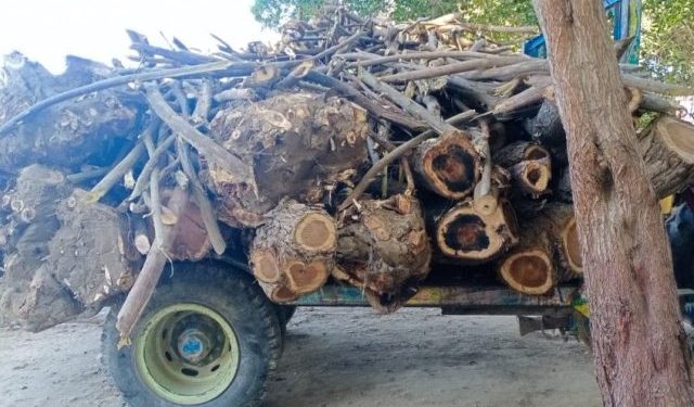 چوک اعظم کے نواح میں جنگلات اجڑنے لگے  .. تحریر۔۔۔ محمد عمر شاکر