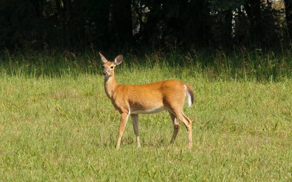 رحیم یار خان ۔  ڈپٹی کمشنر اور ان کے مہمانوں نے چولستان میں 14 ہرن غیر قانونی شکار کئے  ۔  محکمہ جنگلی حیات کا الزام