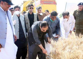 راجن پور ۔ وزیراعلیٰ عثمان بزدار نے پنجاب میں گندم کٹائی مہم 2020 کا افتتاح کر دیا،45 لاکھ میٹرک ٹن گندم خریداری کا ہدف مقرر