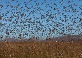 ملتان۔ ٹڈی دل کے حملے میں ہزاروں ایکڑ پر کھڑی فصلیں تباہ