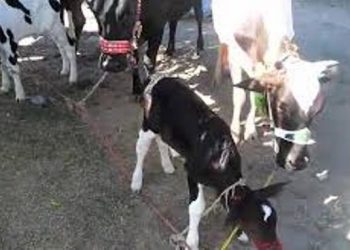 لیہ۔حکومت پنجاب کا یکم جولائی سے مویشیوں پر ٹیکس عائد کرنے کا فیصلہ