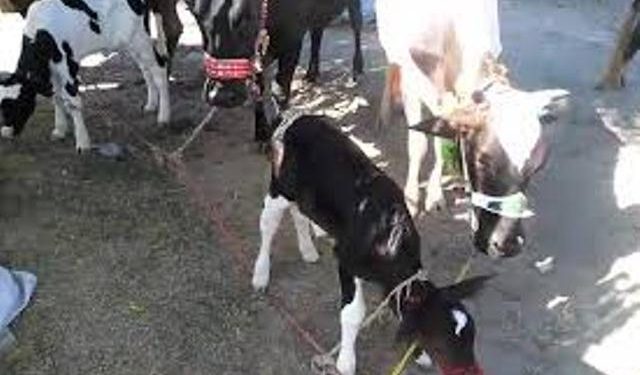 لیہ۔حکومت پنجاب کا یکم جولائی سے مویشیوں پر ٹیکس عائد کرنے کا فیصلہ