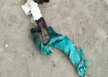 بریکنگ نیوز ۔ لیہ غلہ منڈی میدان سے کٹی ہو ئی انسانی ٹانگ برآمد