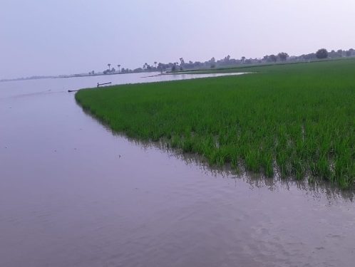 لیہ .دریائے سندھ میں درمیانے درجے کا سیلاب .  علاقہ مکین اپنی مدد آپ کے تحت نقل مکانی پر مجبور