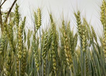 عثمان بزدار۔۔کسا ن دوست وزیراعلی … تحریر۔نثار احمدخان