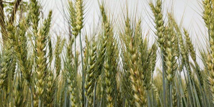 عثمان بزدار۔۔کسا ن دوست وزیراعلی … تحریر۔نثار احمدخان