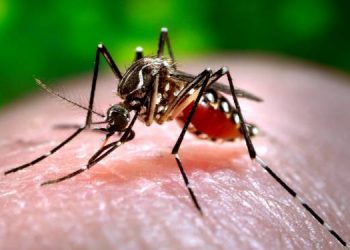 ڈینگی  مریضوں کی تعداد خطرناک حد تک اضافہ